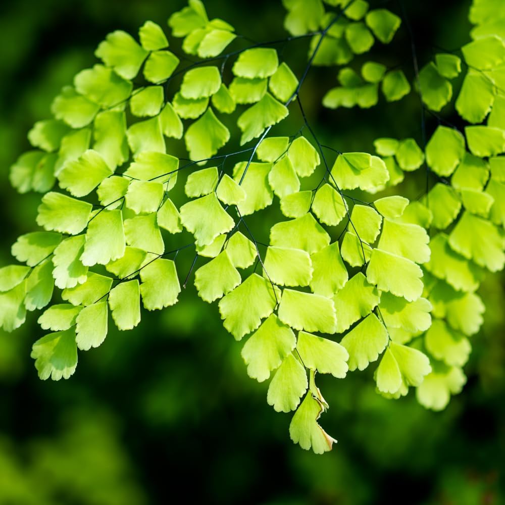 5 Fern Rhizomes, Maidenhair Fern Plants Live, Live Fern Plants, Fern Ground Cover Plants Live, Fern Live Plants, 5 Roots