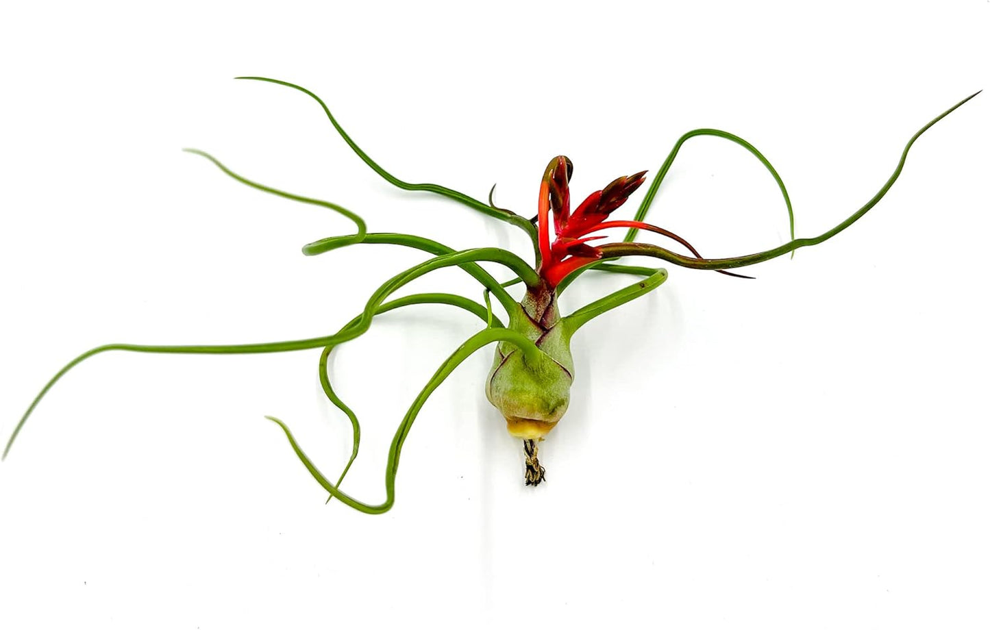 Air Plants - Flowering Tillandsia Bulbosa Belize, Giant 7-9" - 2ct - Live Arrival Guaranteed - House Plants for Home Decor & Gift