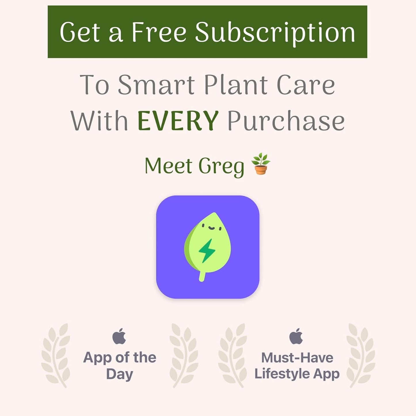 American Plant Exchange Ponytail Palm – 10-Inch Pot – Live Large Bonsai Plant, Pet Safe Indoor Tree, Easy Care Air Purifying Houseplant for Home, Office, or Gift Decor