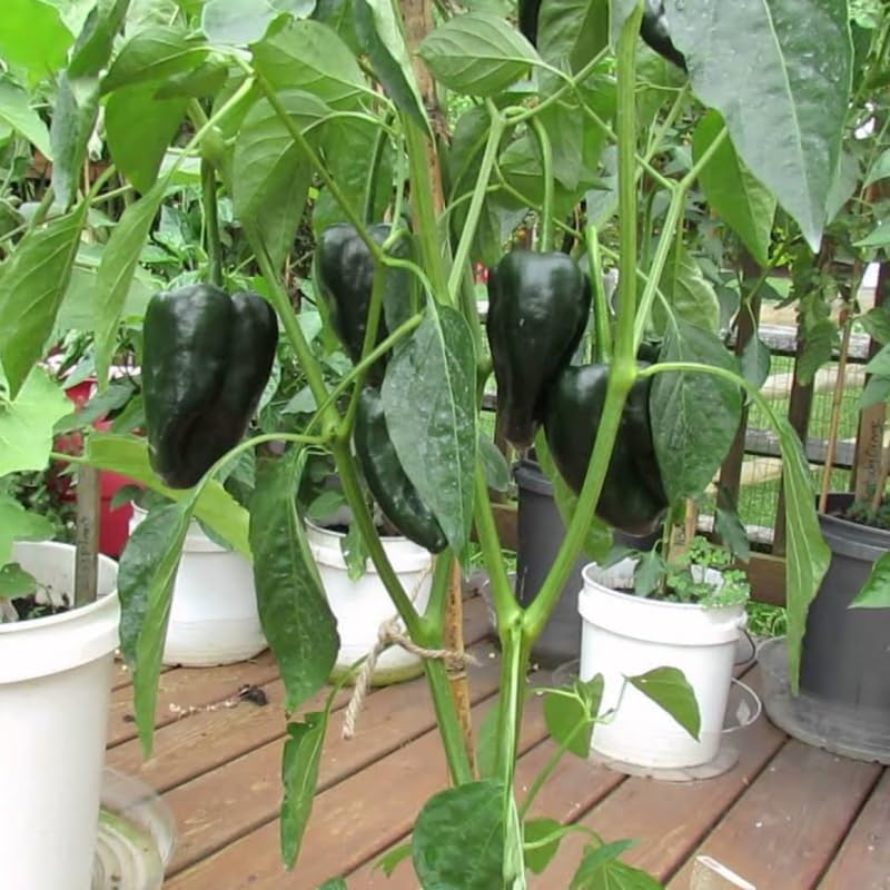 Green Jalapeno Pepper Plant Live in 2.5 Inch Pot for Planting Outdoor