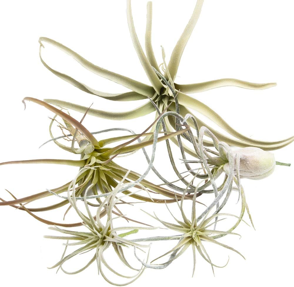 CHIVE Artificial Air Plants — Bulk Set of 5, Medium — Ultra Realistic Fake Tillandsia Bromeliad Plants — Decorative Faux Succulents for Home & Office Decor — No Care Needed!