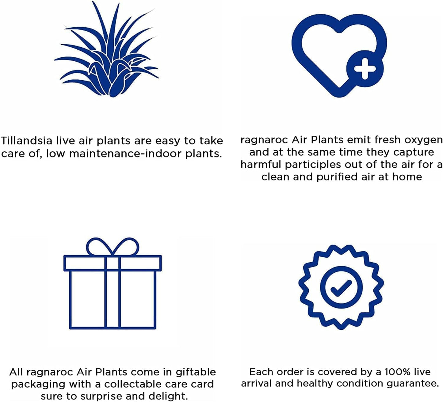 Air Plants - Tillandsia Variety Pack, Regular 1-3" - 6ct - Live Arrival Guaranteed - House Plants for Home Decor & Gift