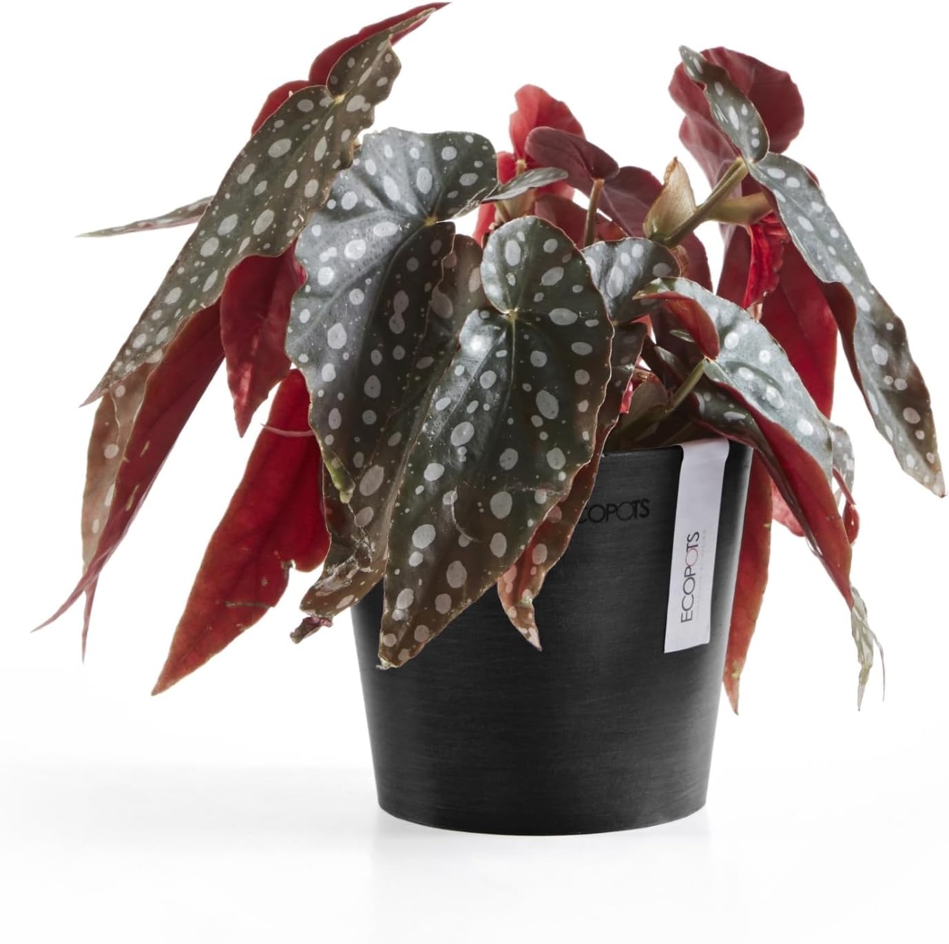 Ecopots Amsterdam Mini Durable Modern Round Recycled-Based Composite Flower Pot Planter, Dark Grey, 5"