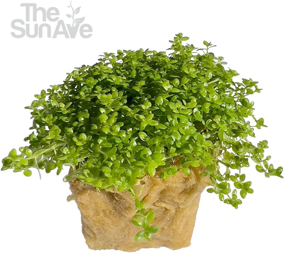 Dwarf Baby Tears Hemianthus Callitrichoides HC Live Aquarium Plants Freshwater Fish Tank