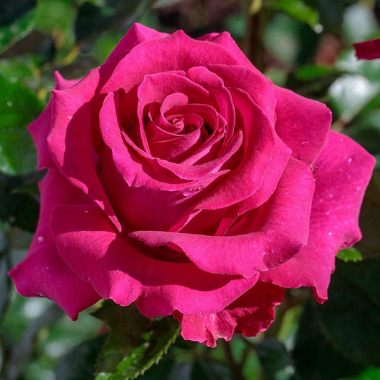 Heirloom Roses Rose Plant - Stiletto™ Pink Rose Bush, Hybrid Tea Live Plant for Planting Outdoors