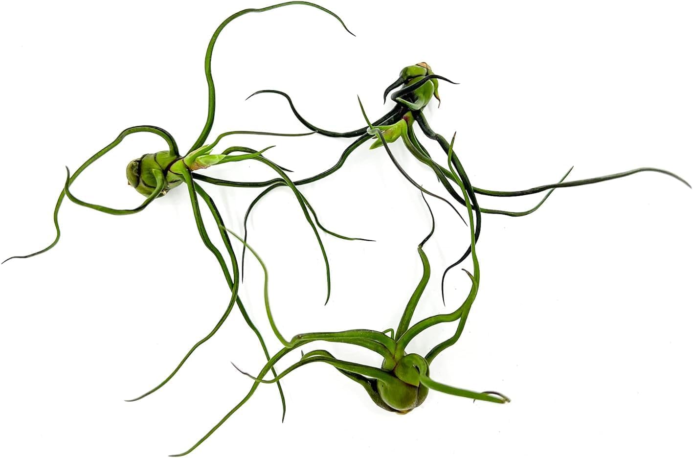 Air Plants - Flowering Tillandsia Bulbosa Guatemala, Large 3-5" - 3ct - Live Arrival Guaranteed - House Plants for Home Decor & Gift