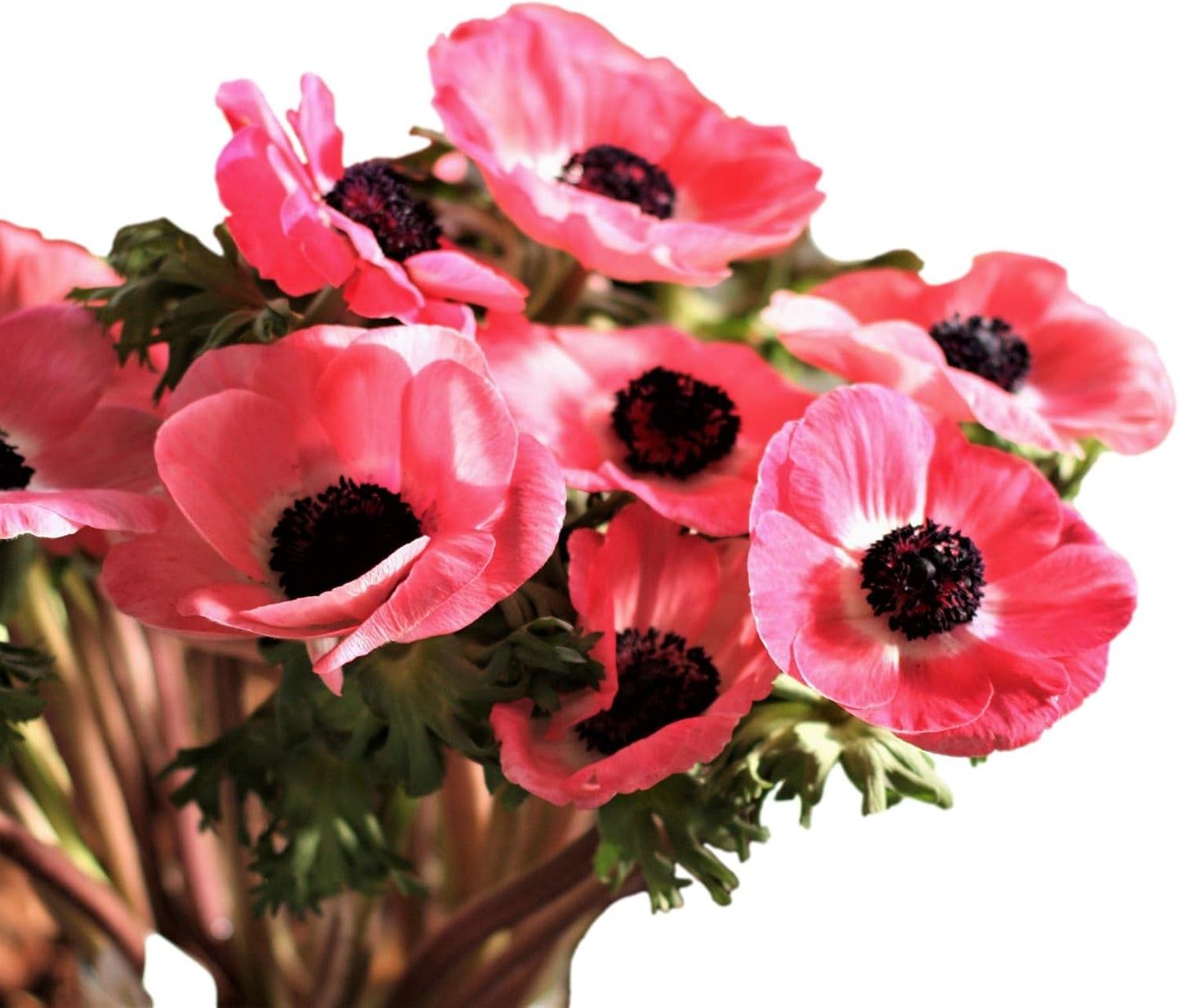 Easy to Grow Anemone Italian Mistral Plus Rosa Shocking - 10 Plant Bulbs, Rose-Pink Flowers in Spring Gardens Full Sun