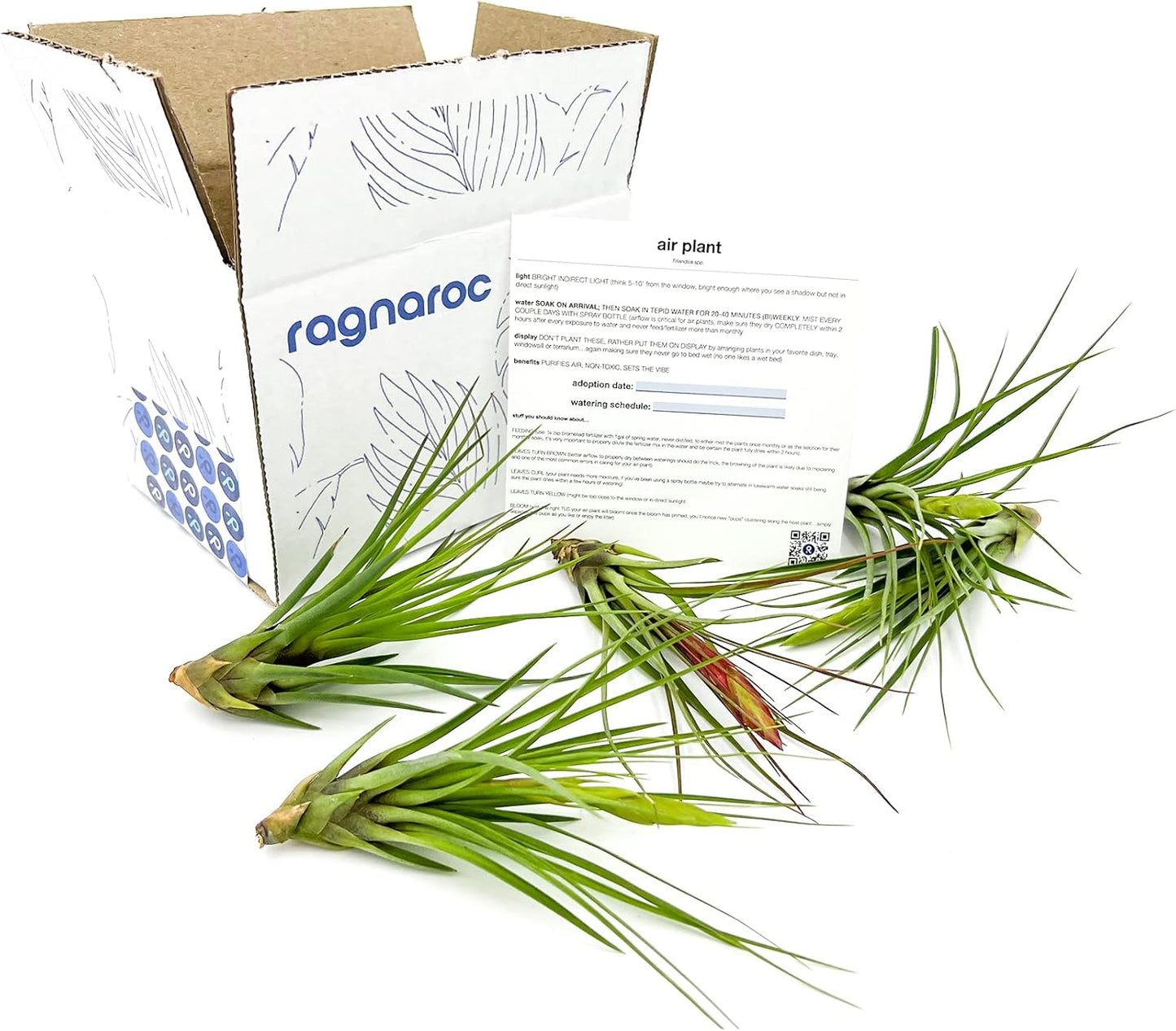 Air Plants - Flowering Tillandsia Melanocrater Tricolor, Large 5" - 5ct - Live Arrival Guaranteed - House Plants for Home Decor & Gift