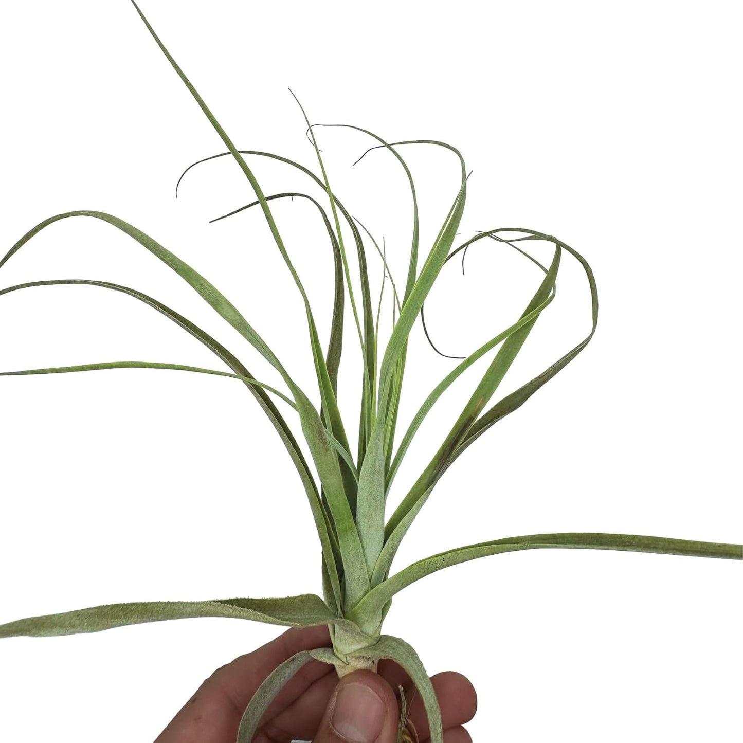 Air Plants - Tillandsia Straminea Jumbo 6-9" - 3ct - Live Arrival Guaranteed - House Plants for Home Decor & Gift