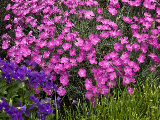 Greenwood Nursery: Live Perennial Plants - Firewitch + Dianthus Gratianopolitanus - [Qty: 2X 3.5 Pots] - (Click for Other Available Plants/Quantities)