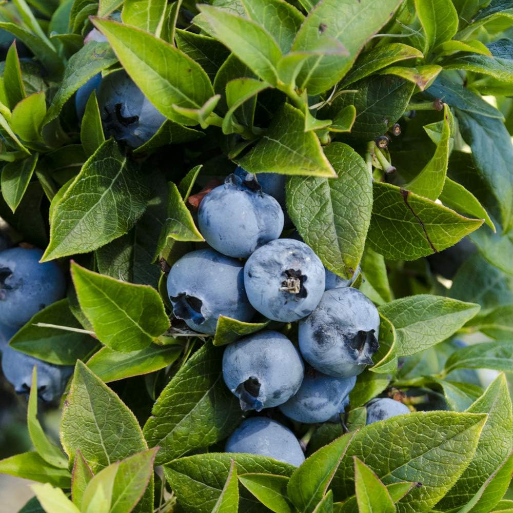 GURNEY'S - Tophat Dwarf Patio Blueberry Bush, Fruit Bearing Starter Plant, Grown in a 4 inch Pot - Due to restrictions Can't Ship to: CA, GA, MI, OR, or WA