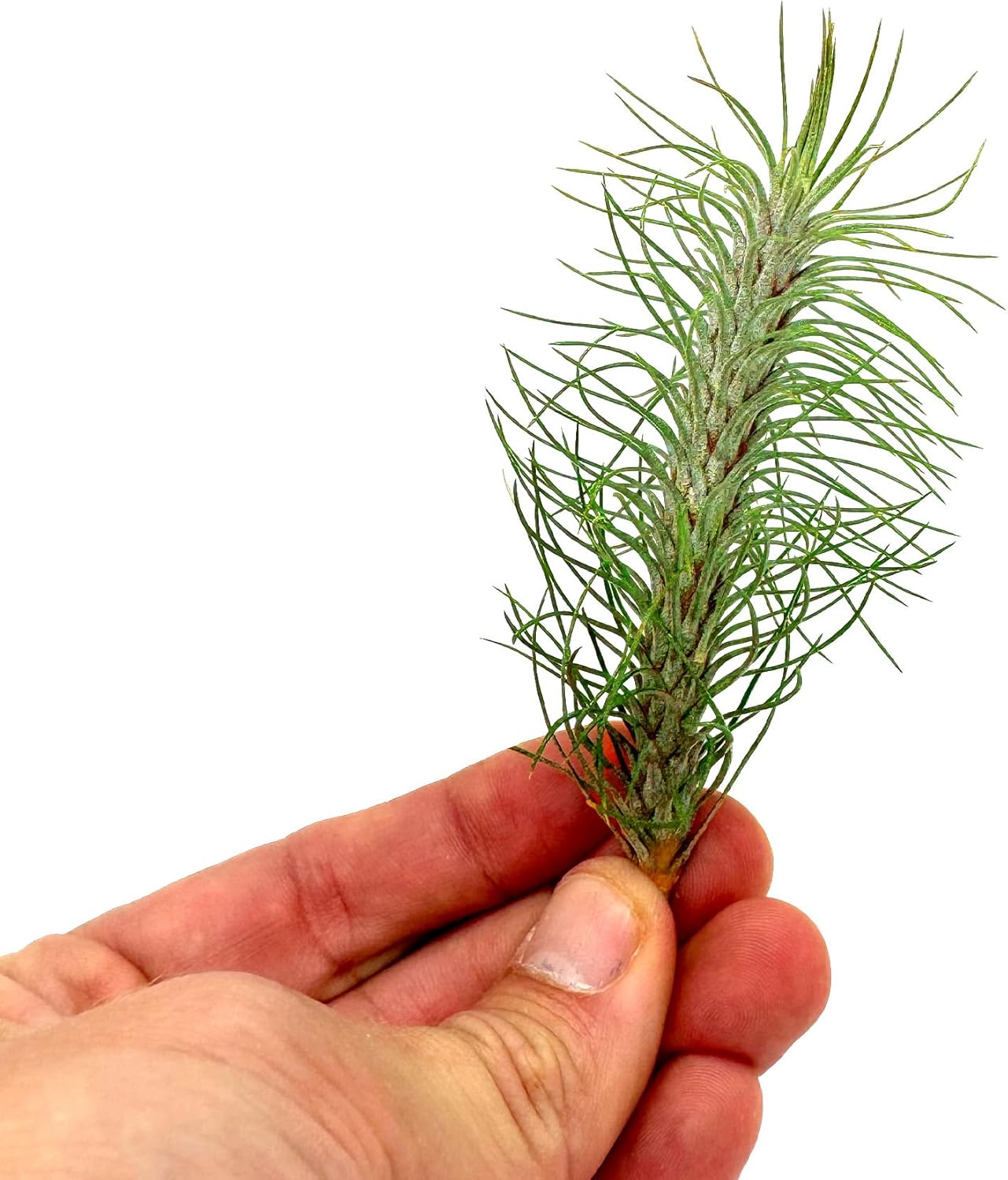 Air Plants - Colombian Tillandsia Funckiana, Large 5" - 3ct - Live Arrival Guaranteed - House Plants for Home Decor & Gift