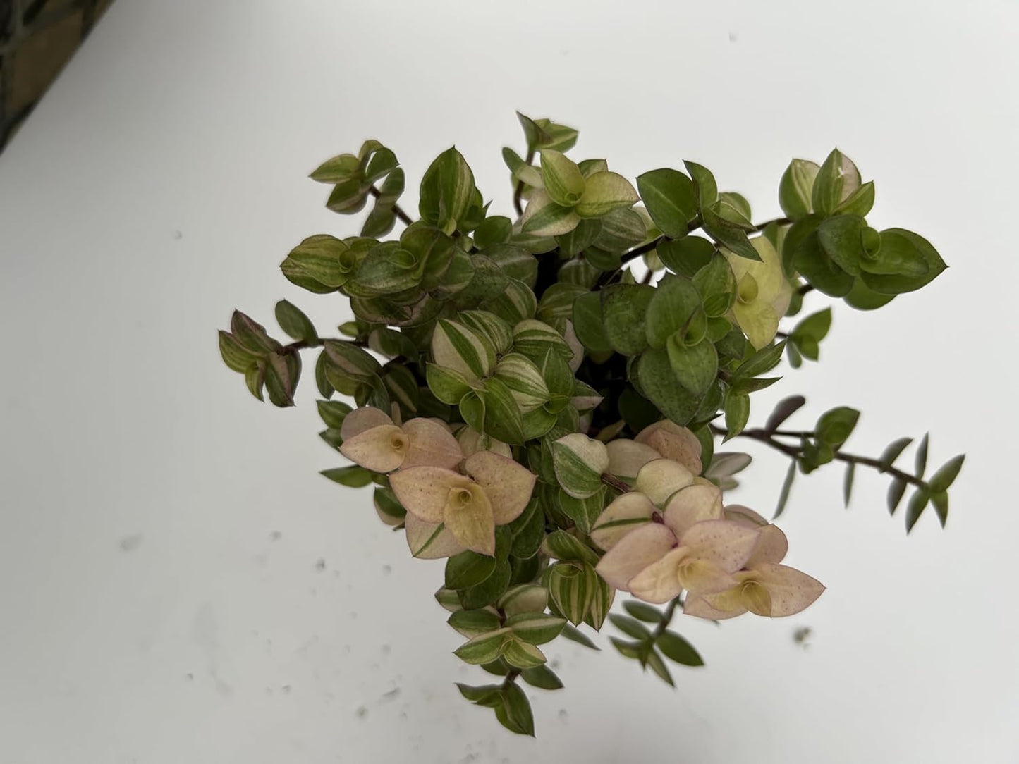 3 Pack Callisia Repens Collectors Pack ~ 3 Varieties VAR Bolivian Gold, Pink Lady and Bolivian Gold ~ Live Potted Houseplants for Home and Garden ~ Low Maintenance, Vibrant Foliage, Indoor Outdoor