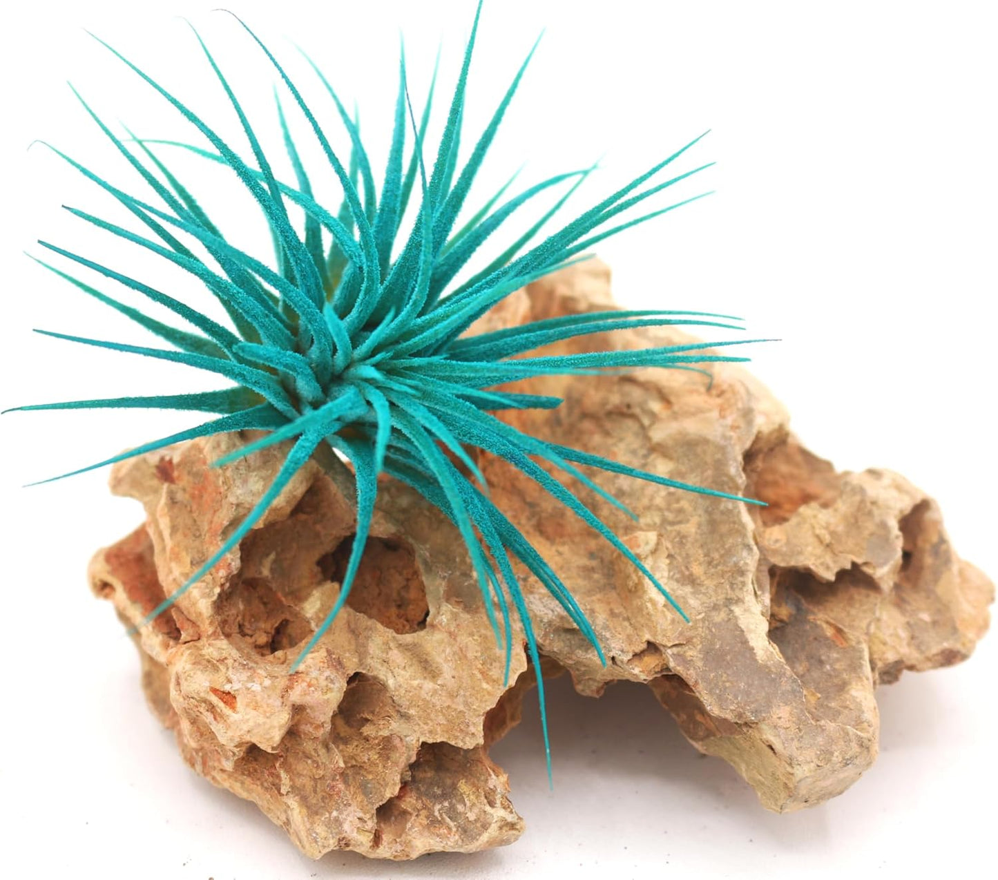 Dyed Tillandsia Ionantha Guatemala Enhanced Colored Colorful Air Plant Live Easy Care Indoor Outdoor Home Decor Gift Airplant by Awesome Industries Live Arrival Guaranteed (Teal)