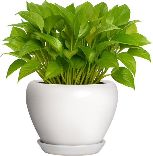 Deep Dream 6 Inch Plant Pot - Ceramic Planter with Drainage Hole and Trays, Modern Round Flower Pot, Planters for Indoor Outdoor Plants, Home Garden Decor, White