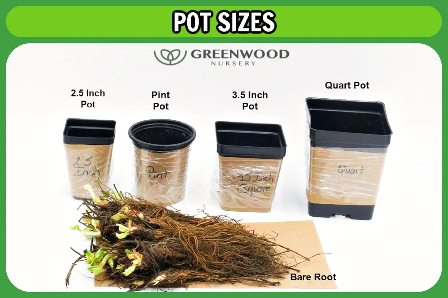 Greenwood Nursery: Live Perennial Plants - Moonbeam Tickseed + Coreopsis Verticillata - [Qty: 10x Pint Pots] - (Click for Other Available Plants/Quantities)