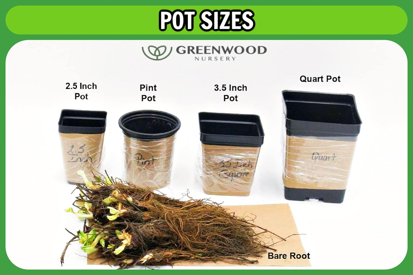 Greenwood Nursery: Live Perennial Plants - Royal Velvet Lavender + Lavandula Angustifolia - [Qty: 3X Pint Pots] - (Click for Other Available Plants/Quantities)