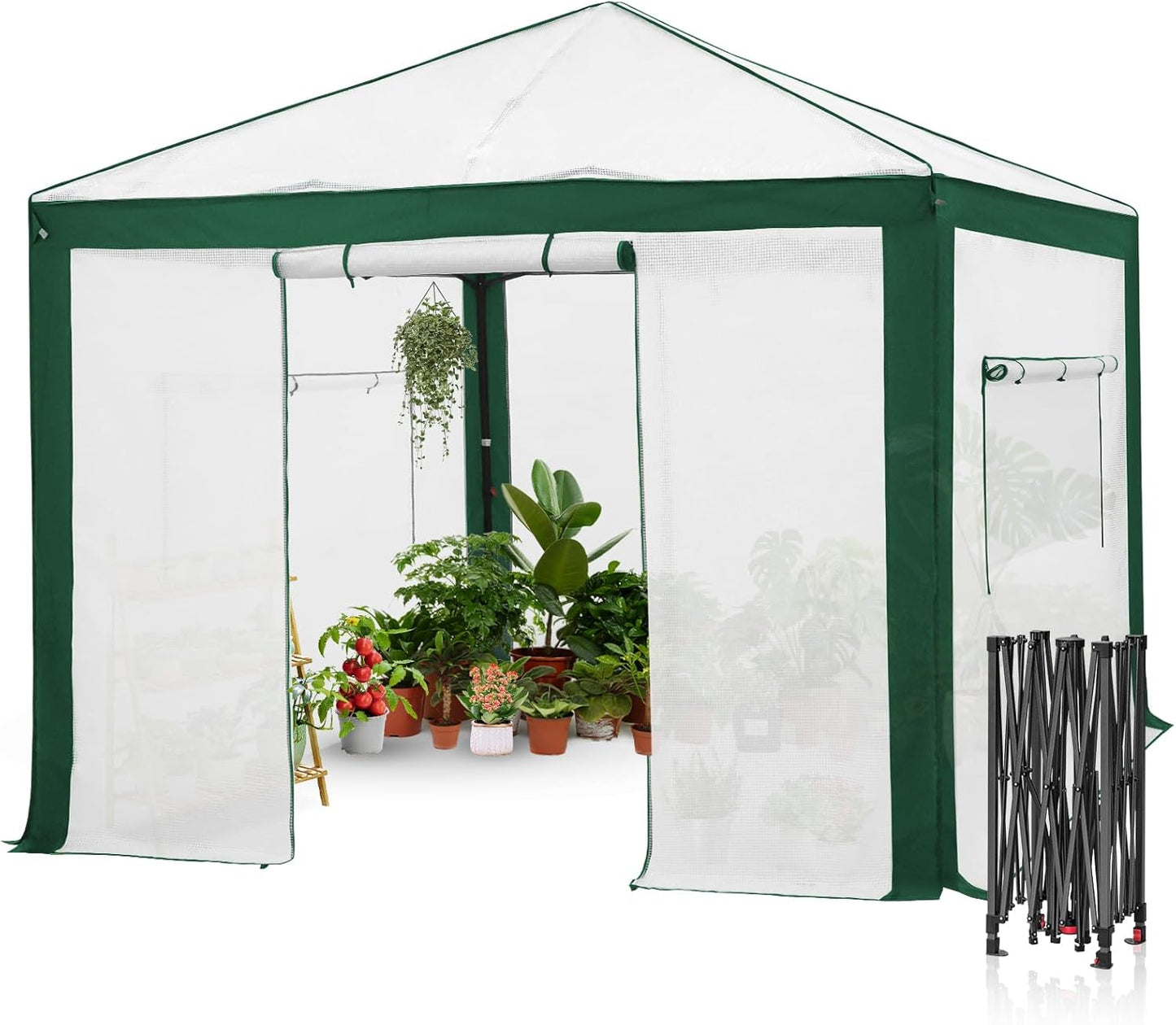 EAGLE PEAK 10x10 Portable Walk in Greenhouse with Polyester Reinforced Corners, Instant Pop up Indoor Outdoor Gardening Green House, Roll Up Zipper Entry Doors and Mesh Windows, Green/White