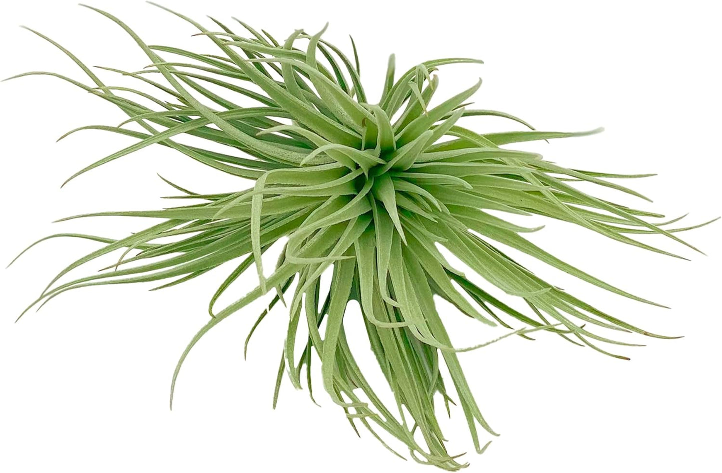 Air Plants - Flowering Tillandsia Rose BAER, Large 5" - 5ct - Live Arrival Guaranteed - House Plants for Home Decor & Gift