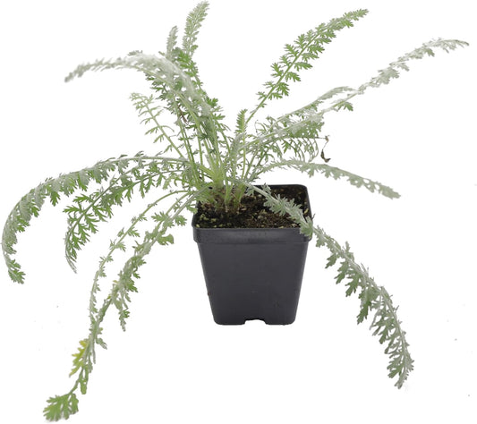 Greenwood Nursery: Live Perennial Plants - Achillea 'Moonshine' Yarrow - [Qty: 10x Pint Pots] - (Click for Other Available Plants/Quantities)