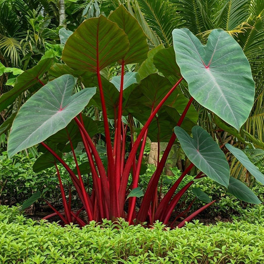 Hawaiian Punch Caladium Bulbs for Planting -Rare Coloring - Perennial Hosta, Elephant Ears, Fancy (3 Elephant Ear Bulbs)