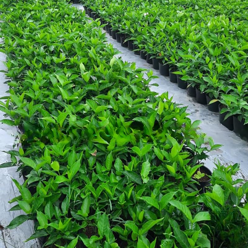 2 White Jasmine Plants Live, Climbing Jasmine Indoor Outdoor Live, Fragrant, 5-9" in Tall, No Pot, Hardy and Fast-Growing