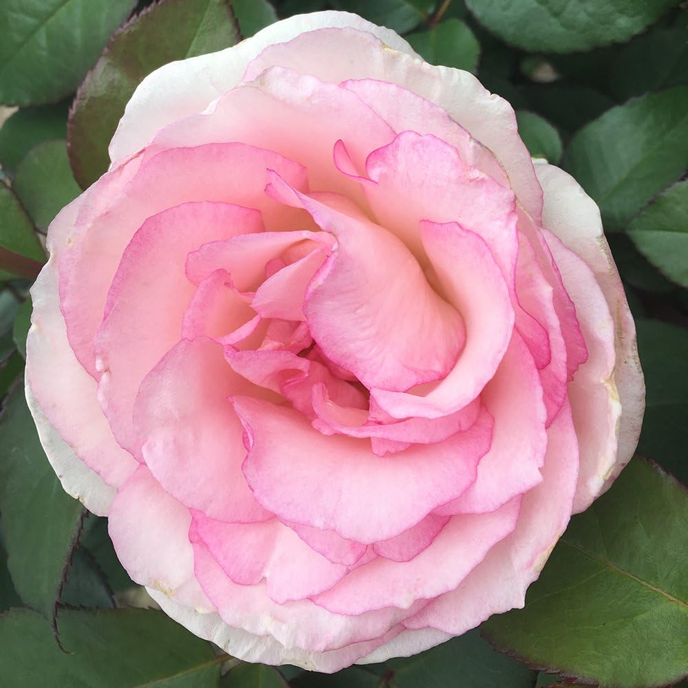 Heirloom Roses Rose Plant - Eleganza® Pink Enchantment® Pink Rose Bush, Hybrid Tea Live Plant for Planting Outdoors