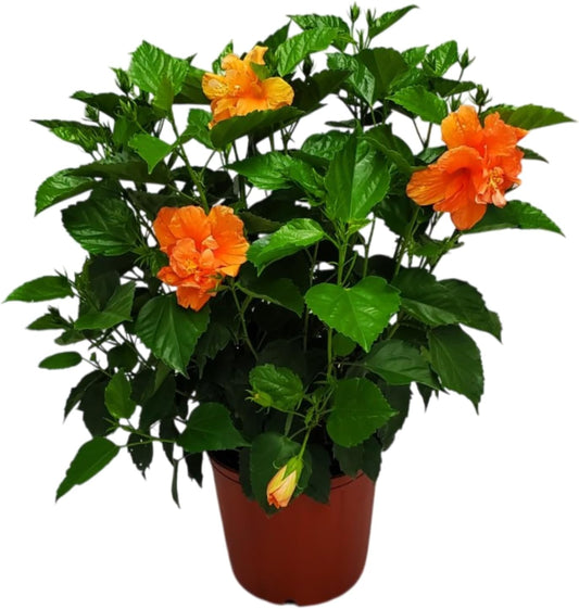 Hibiscus Bush - Double Peach Flowering Plant Live - Overall Height 26" to 28" - Tropical Plants of Florida (Plant Only)