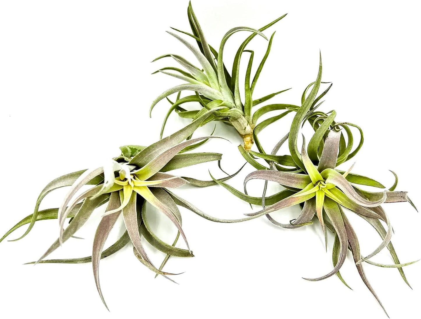Air Plants - Tillandsia Cacticola, Jumbo 6-9" - 1ct - Live Arrival Guaranteed - House Plants for Home Decor & Gift