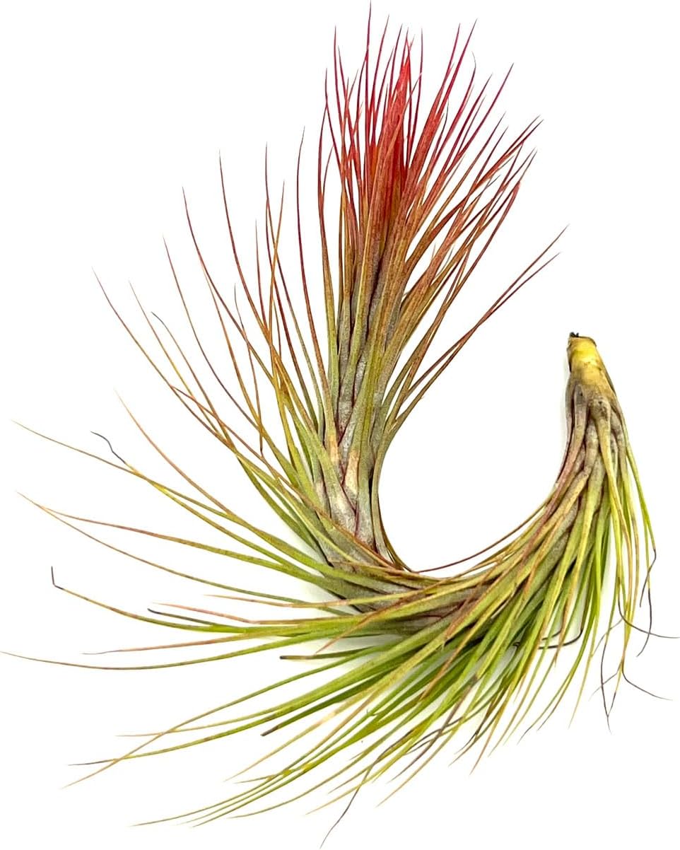 Air Plants - Tillandsia Funckiana Hybrid, Large 5-7" - 1ct - Live Arrival Guaranteed - House Plants for Home Decor & Gift