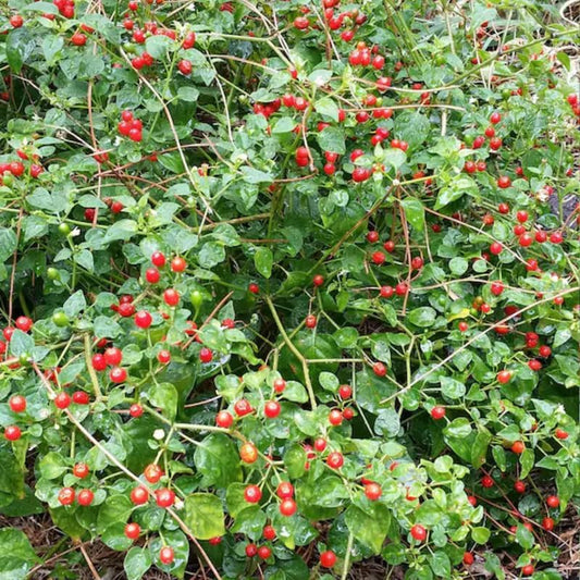 2 Hot Chile Chiltepin Pepper Plants Live, 120 Days Old Tepin Chili Pepper Plants, Chiltepin Pepper Live Plants for Planting