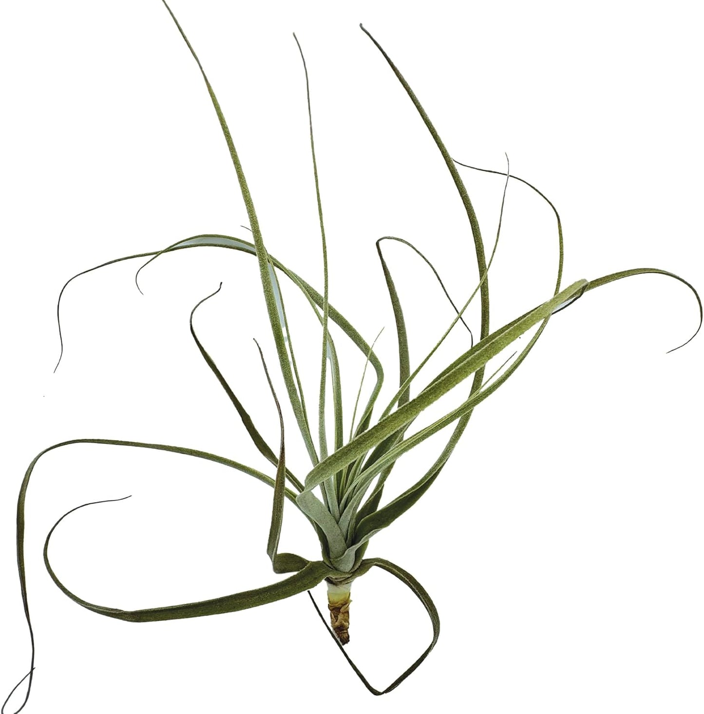 Air Plants - Tillandsia Straminea Jumbo 6-9" - 5ct - Live Arrival Guaranteed - House Plants for Home Decor & Gift