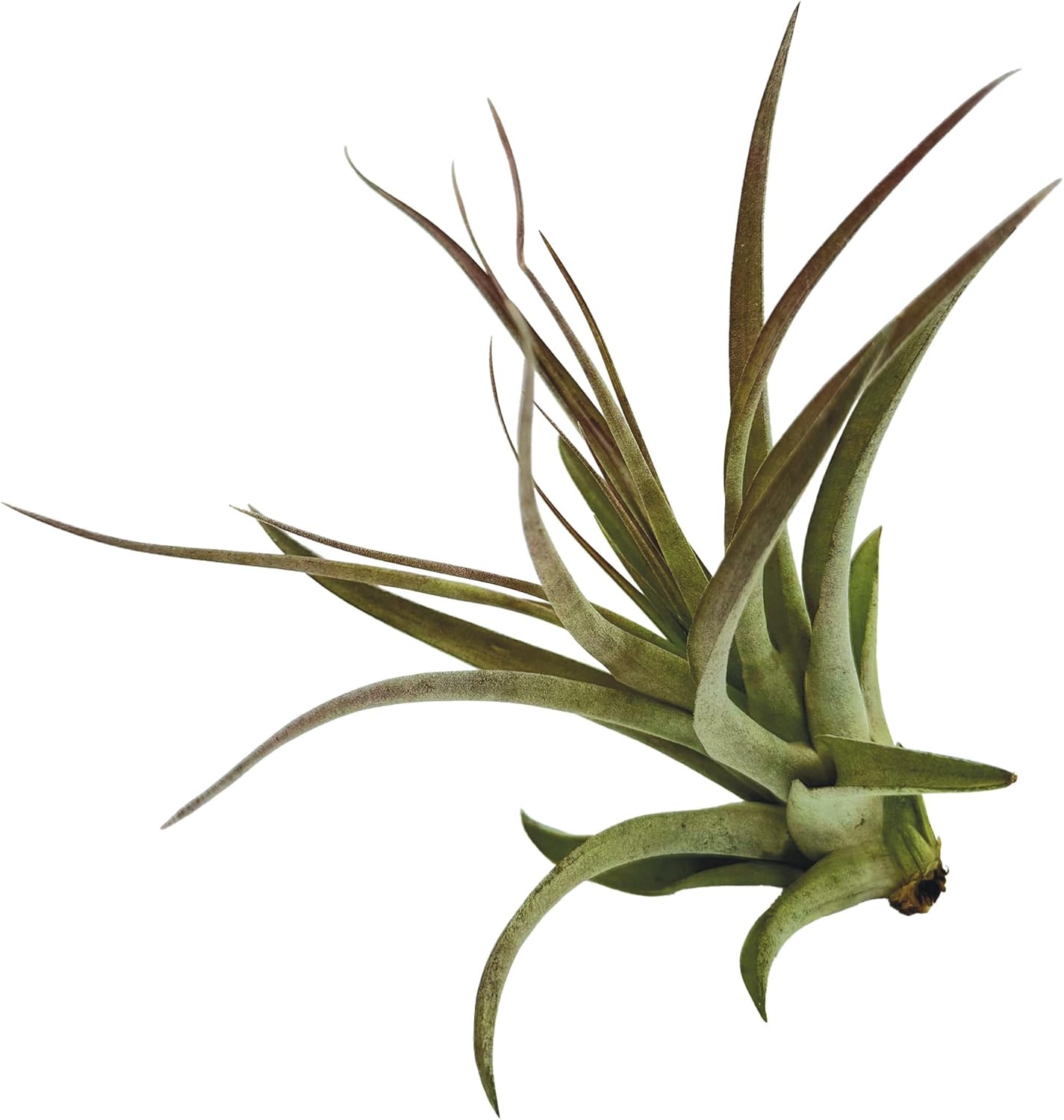 Air Plants - Tillandsia Brachycaulos Multiflora, Jumbo 5-7" - 3 ct - Live Arrival Guaranteed - House Plants for Home Decor & Gift