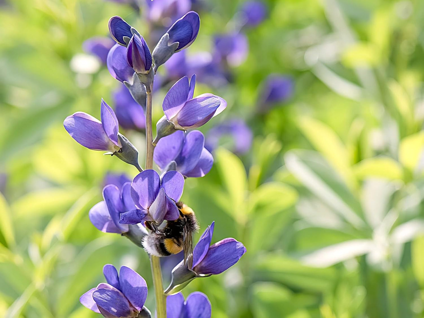 Greenwood Nursery: Live Perennial Plants - Blue False Indigo + Baptisia Australis - [Qty: 1x Pint Pot] - (Click for Other Available Plants/Quantities)