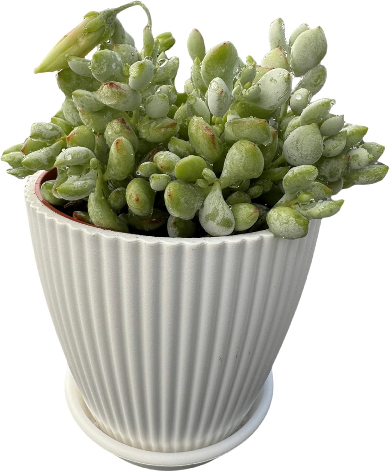 4" Cotyledon Pendens in White Stripe Pot, Live Succulent Rare House Plant for Home Office Wedding Indoor Outdoor Decoration, DIY Projects, Party Favor