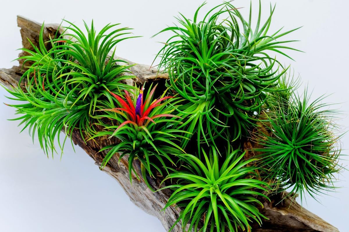 8 Air Plants, Tillandsia Air Plants Live Houseplants for Garden, Red Lonantha Tillandsia Plant, Air Plant