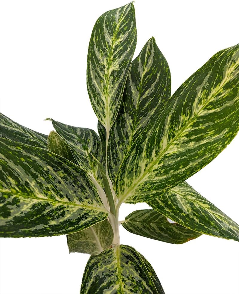 Golden Madonna Chinese Evergreen Plant - Aglaonema - Grows in Dim Light - 6" Pot