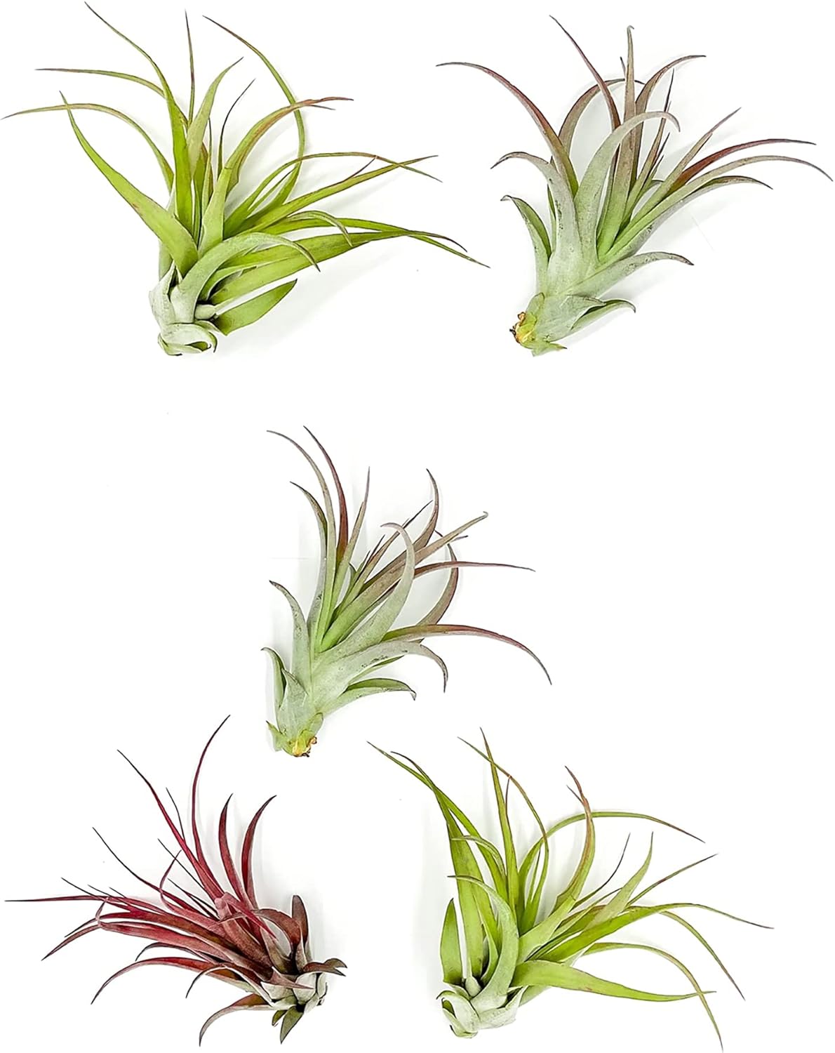 Air Plants - Tillandsia Brachycaulos Multiflora, Jumbo 5-7" - 5 ct - Live Arrival Guaranteed - House Plants for Home Decor & Gift