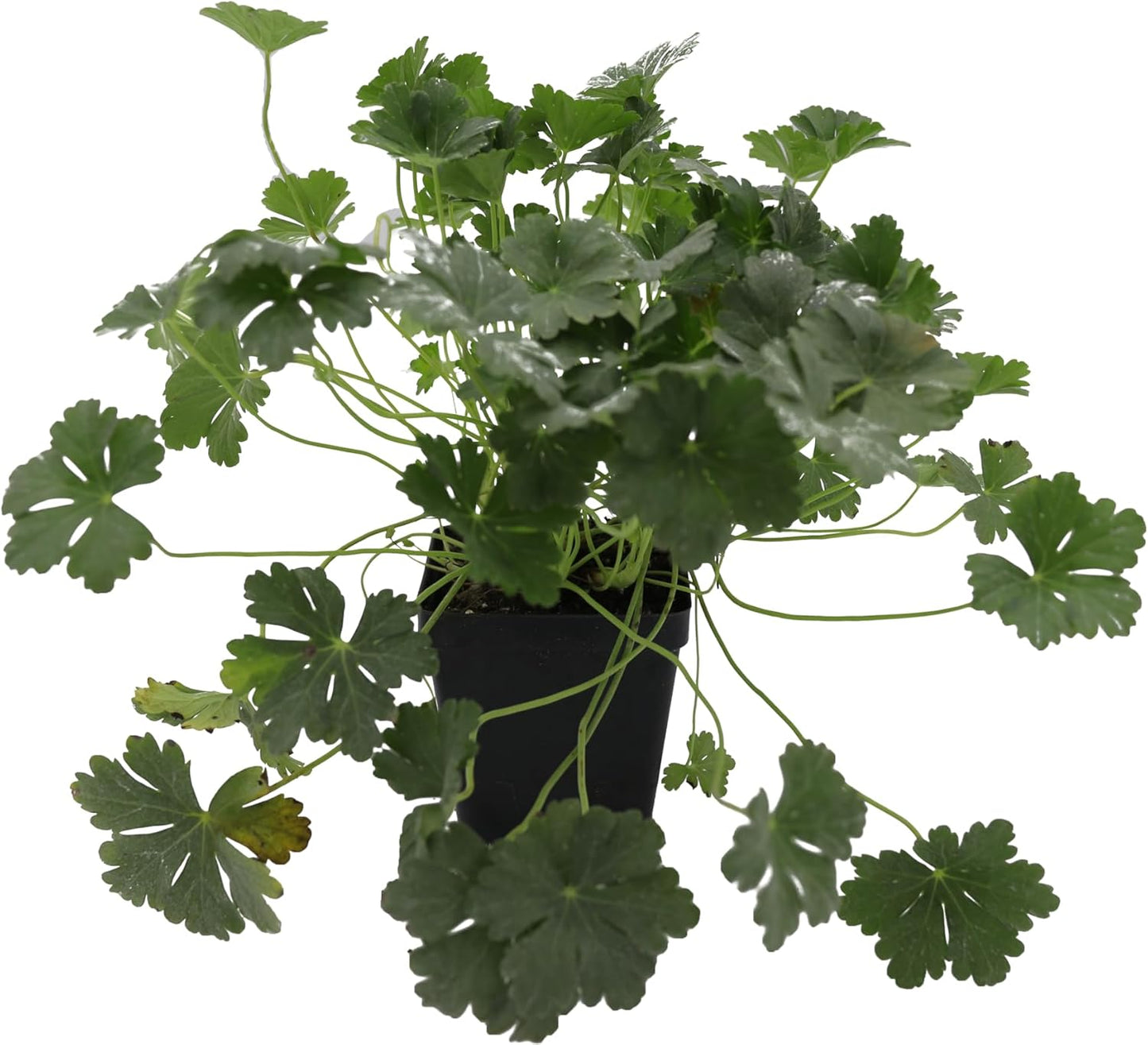 Greenwood Nursery: Live Perennial Plants - 'Biokovo' Cranesbill + Geranium x Cantabrigiense - [Qty: 5X Pint Pots] - (Click for Other Available Plants/Quantities)