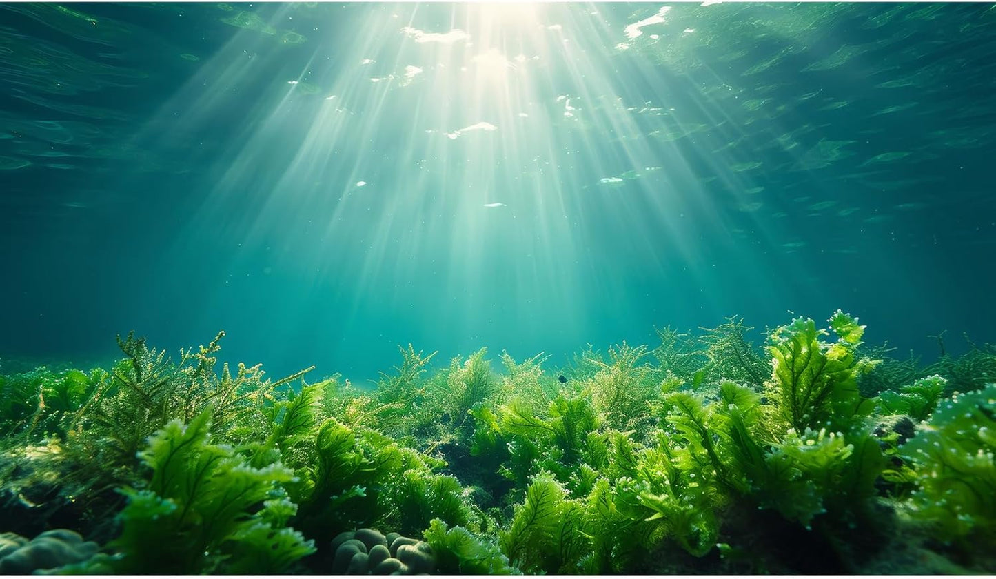 Deep Ocean Fish Tank Background Under The Sea Aquatic Plants Aquarium Background Underwater Corals Sunray Terrarium Backgrounds Tropical Fish Ocean World Aquarium Backgrounds Decorations 60x24in