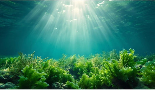 Deep Ocean Fish Tank Background Under The Sea Aquatic Plants Aquarium Background Underwater Corals Sunray Terrarium Backgrounds Tropical Fish Ocean World Aquarium Backgrounds Decorations 60x24in