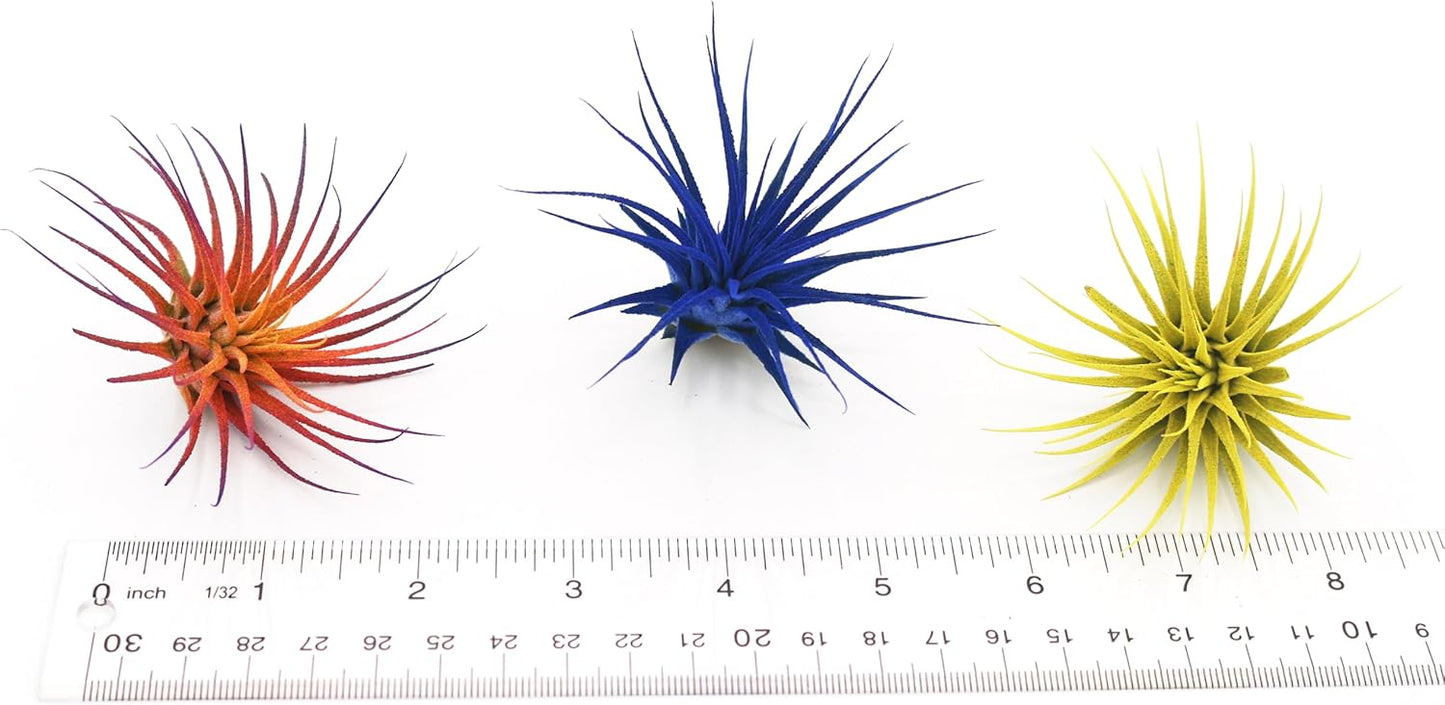 Dyed Tillandsia Ionantha Guatemala Enhanced Colored Colorful Air Plant Live Easy Care Indoor Outdoor Home Decor Gift Airplant by Awesome Industries Live Arrival Guaranteed (Twilight)