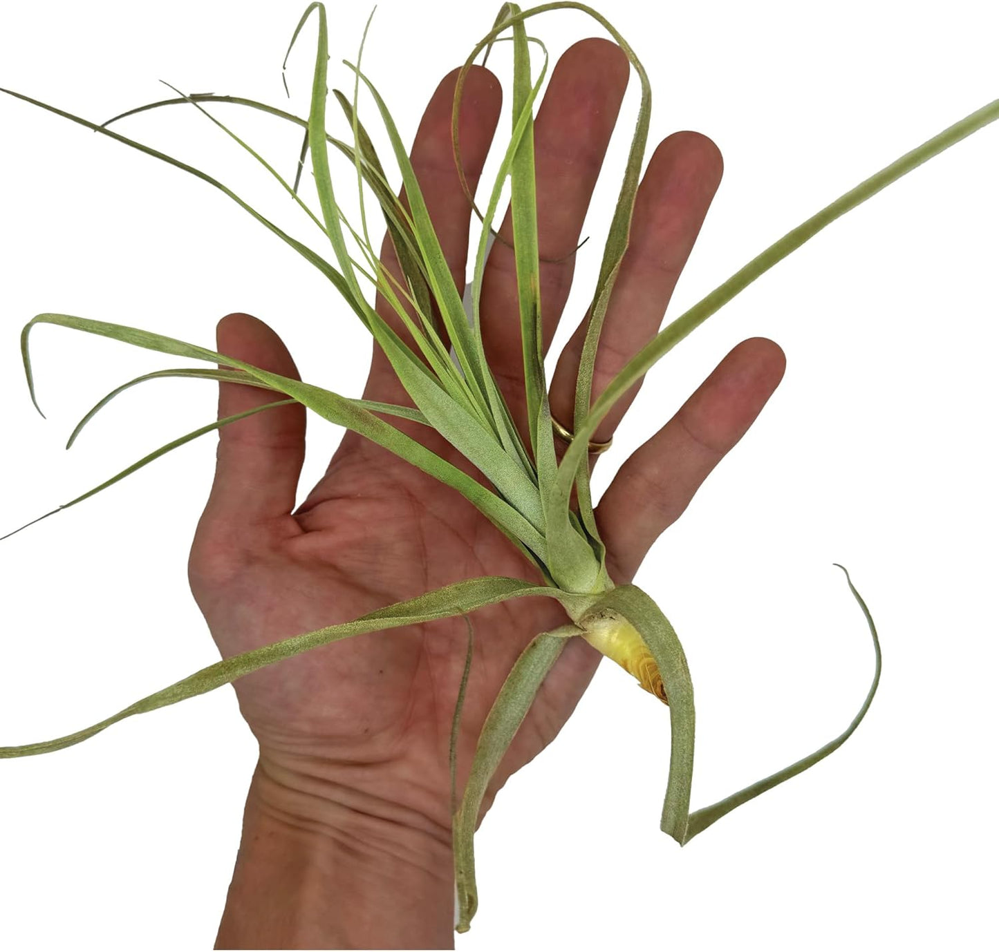 Air Plants - Tillandsia Straminea Jumbo 6-9" - 2ct - Live Arrival Guaranteed - House Plants for Home Decor & Gift
