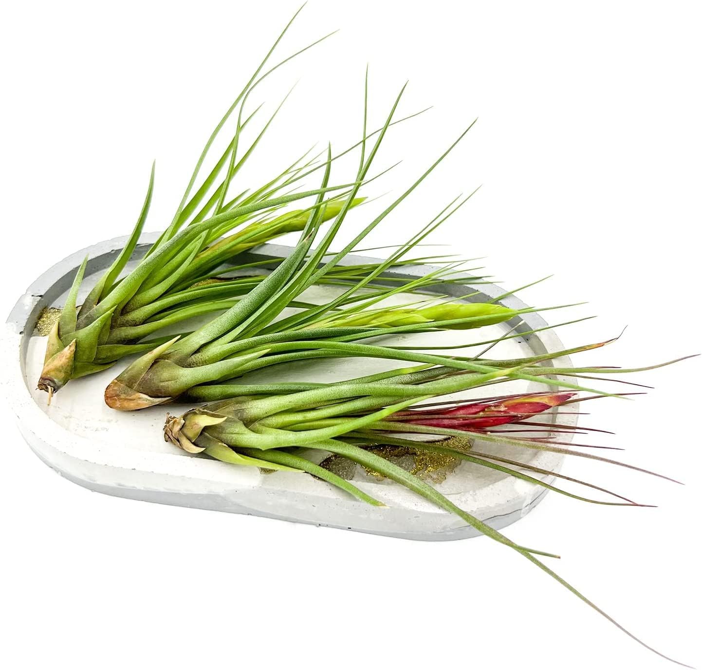 Air Plants - Flowering Tillandsia Melanocrater Tricolor, Large 5" - 1ct - Live Arrival Guaranteed - House Plants for Home Decor & Gift