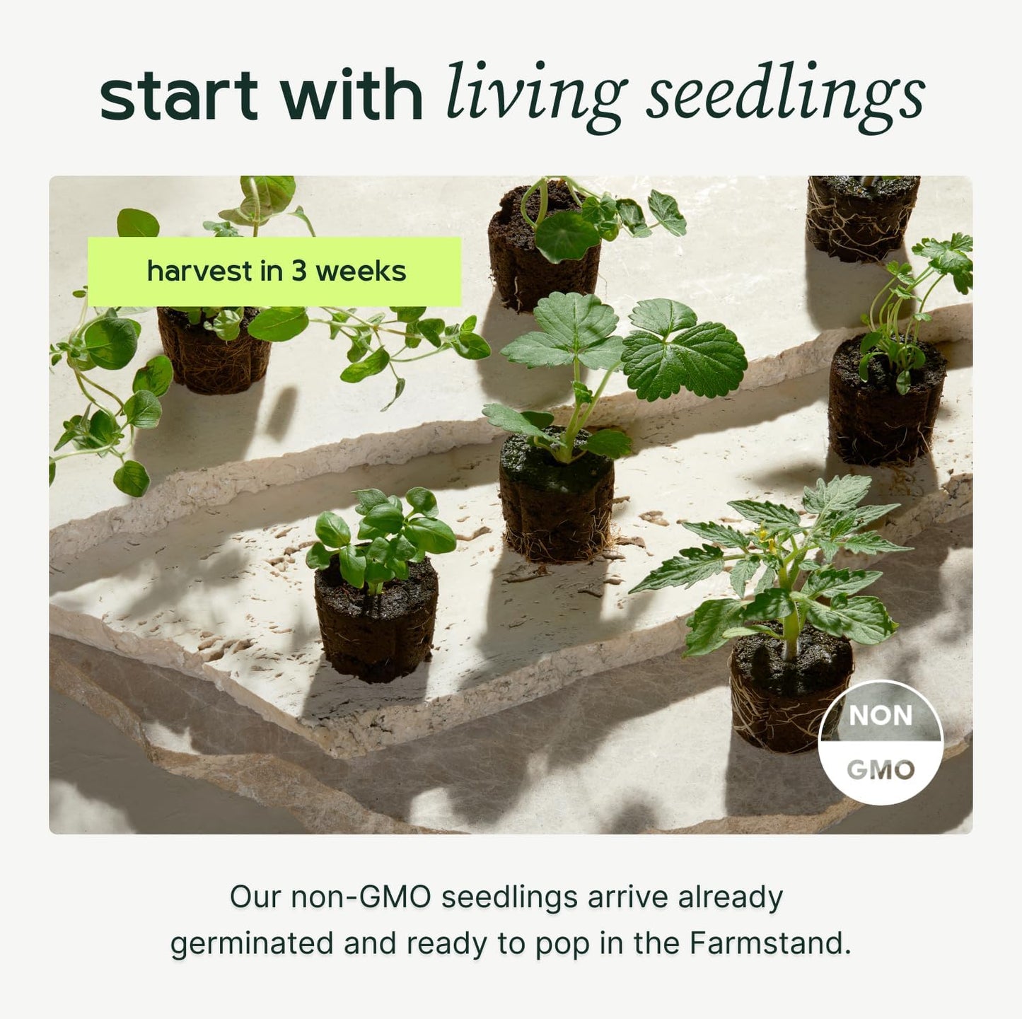 Farmstand Starter Kit with Glow Rings and 30 Seedling Credits | Family Hydroponic Growing System Kit | Vertical Garden Planter Tower | 5ft 5in Tall