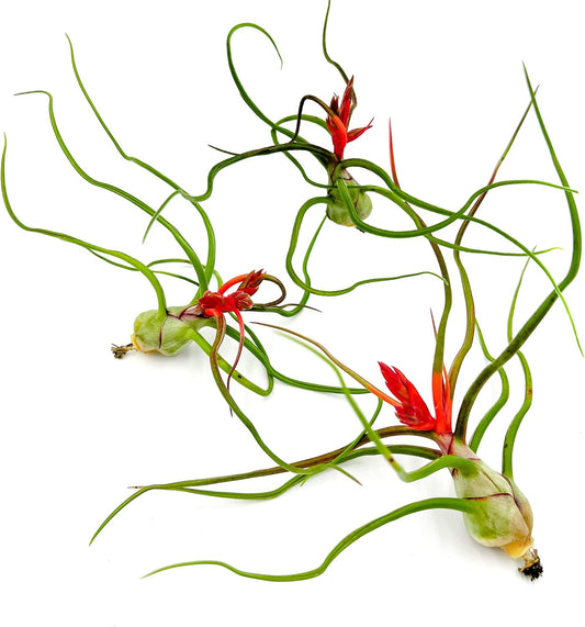 Air Plants - Flowering Tillandsia Bulbosa Belize, Giant 7-9" - 3ct - Live Arrival Guaranteed - House Plants for Home Decor & Gift