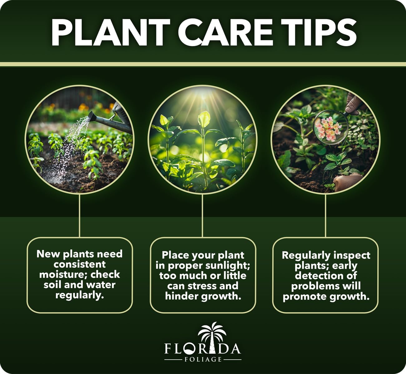 Emerald Goddess Liriope Muscari - 3 Live Plants - Drought Tolerant Low Maintenance Evergreen Ground Cover Grass