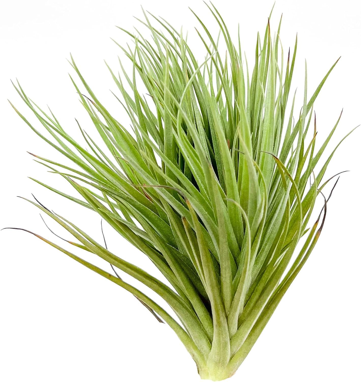 Air Plants - Flowering Tillandsia Rose BAER, Large 5" - 3ct - Live Arrival Guaranteed - House Plants for Home Decor & Gift