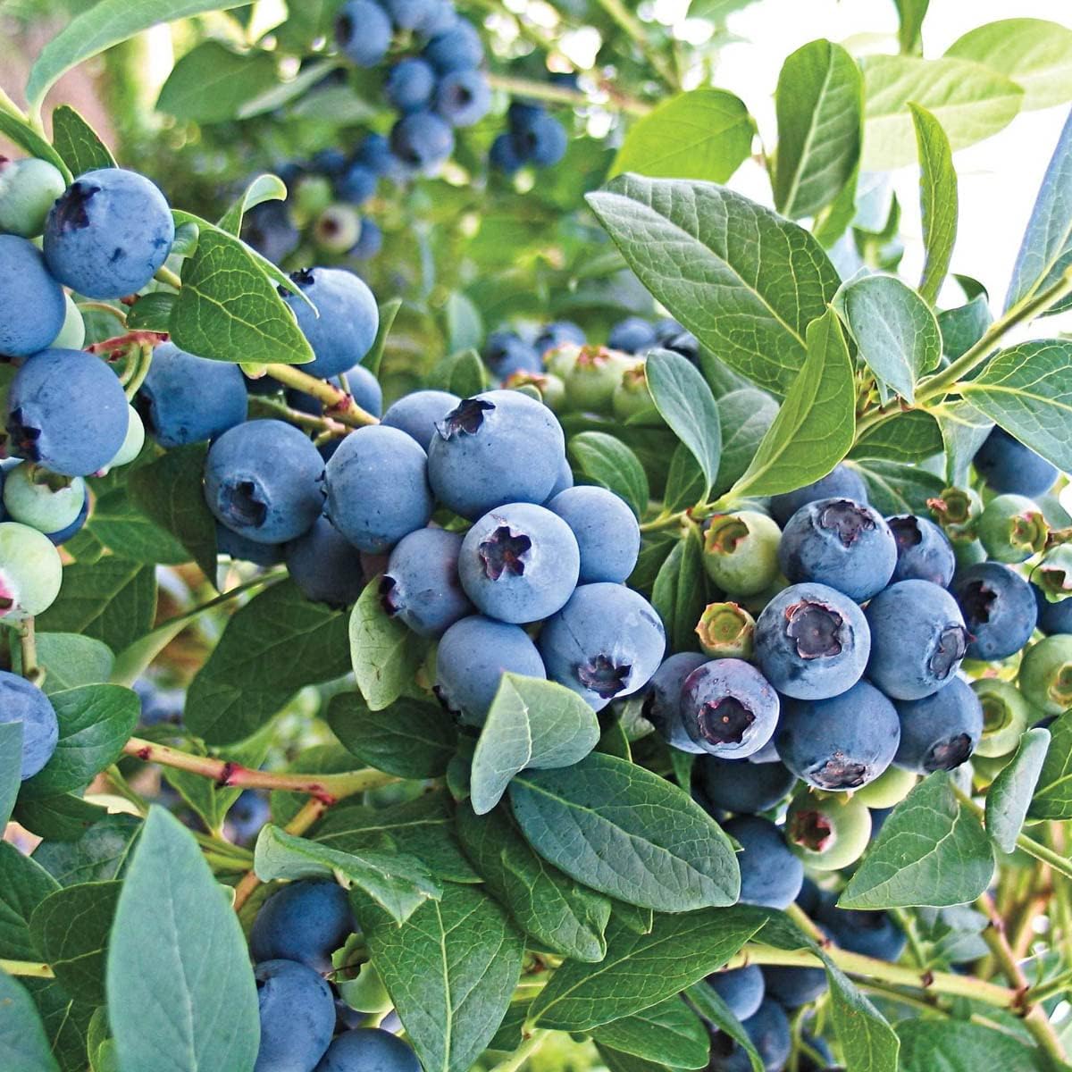 Direct Gardening Mini Blues Blueberry Bush Starter Plant, 1 per Offer-Can't Ship to CA, GA, MI, OR or WA
