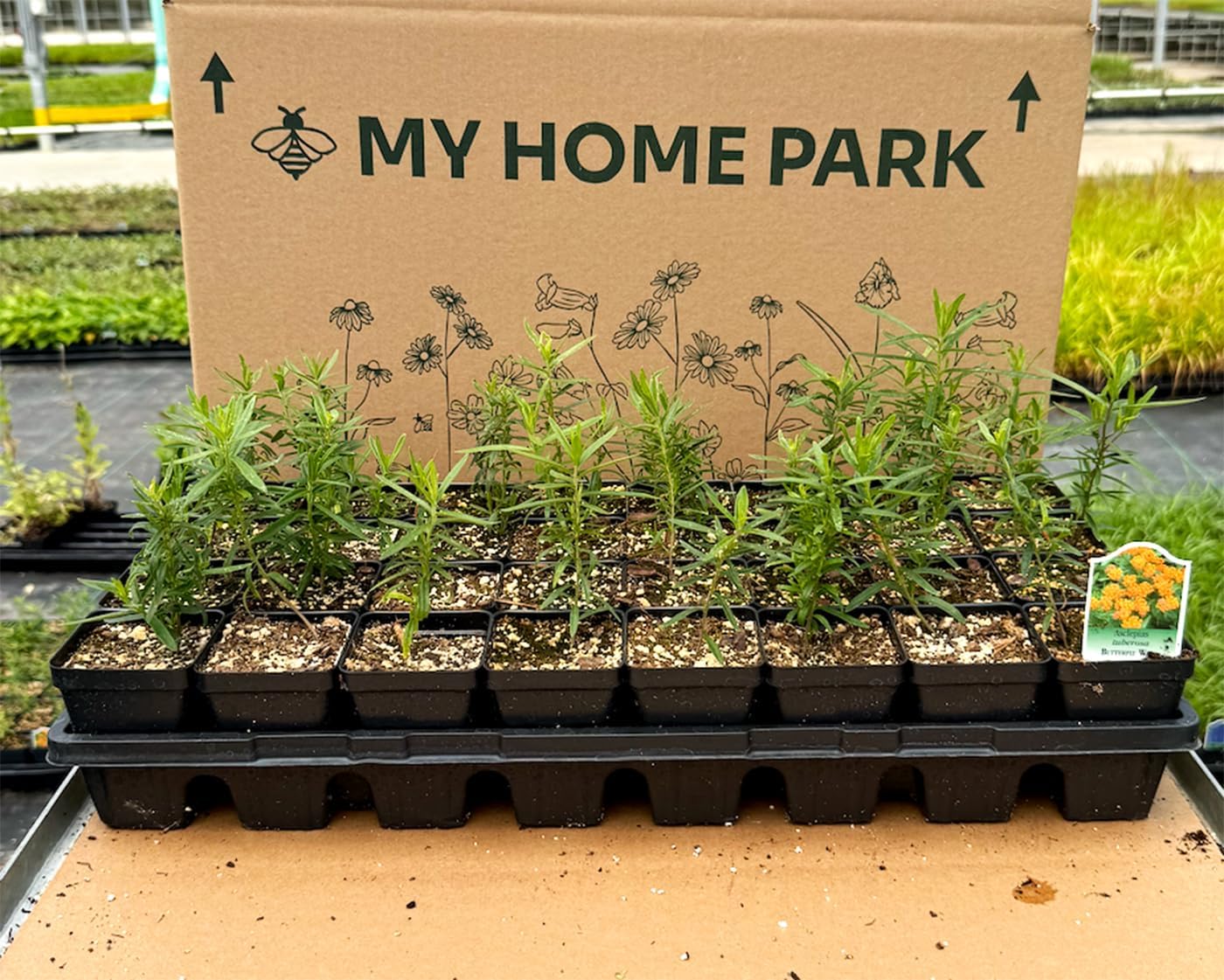 32 Live Butterfly Milkweed Plants (Asclepias tuberosa) Perennial Wildflowers from My Home Park – Individually Potted in 4” Pots – 4–8” Tall on Arrival – Not Seeds – Blooms in Mid-Summer – Zones 4-8